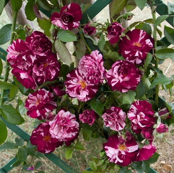 Rožė floribundinė 'New Image' - Image 2