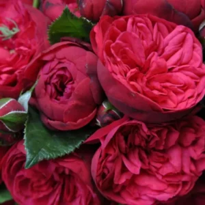 Rožė floribundinė 'Piano' - Image 2