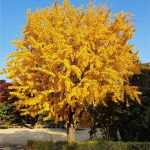 Ginkmedis dviskiautis - Image 4