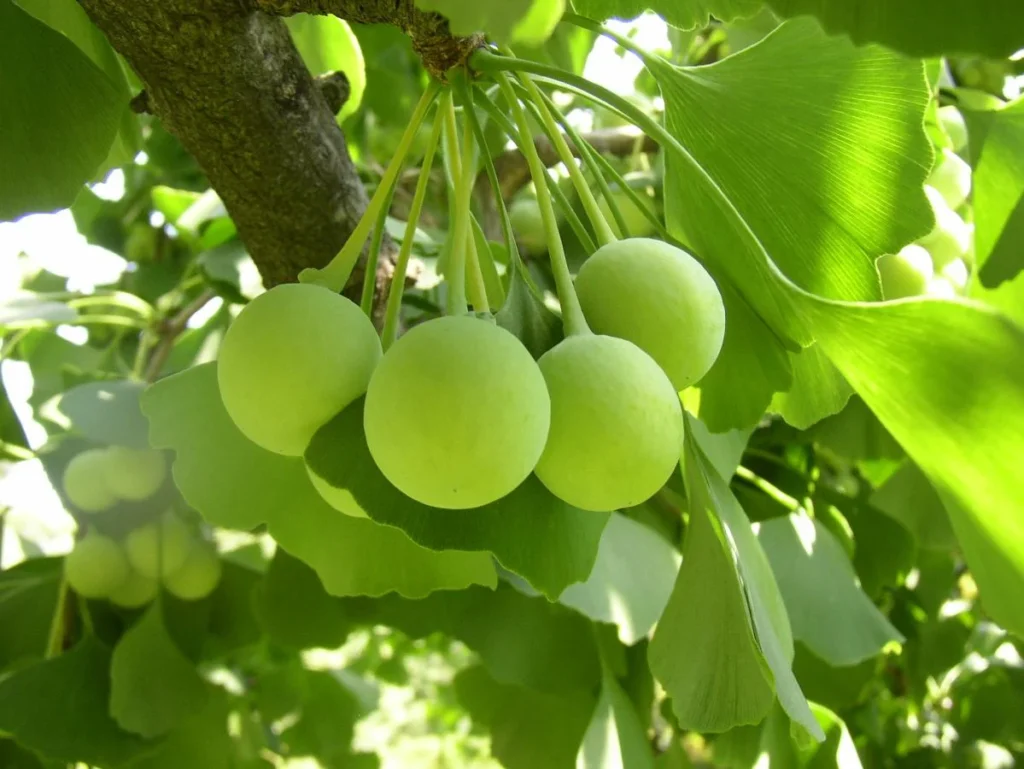 Ginkmedis dviskiautis
