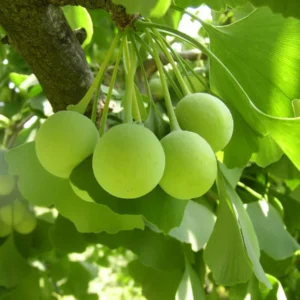 Ginkmedis dviskiautis - Image 3