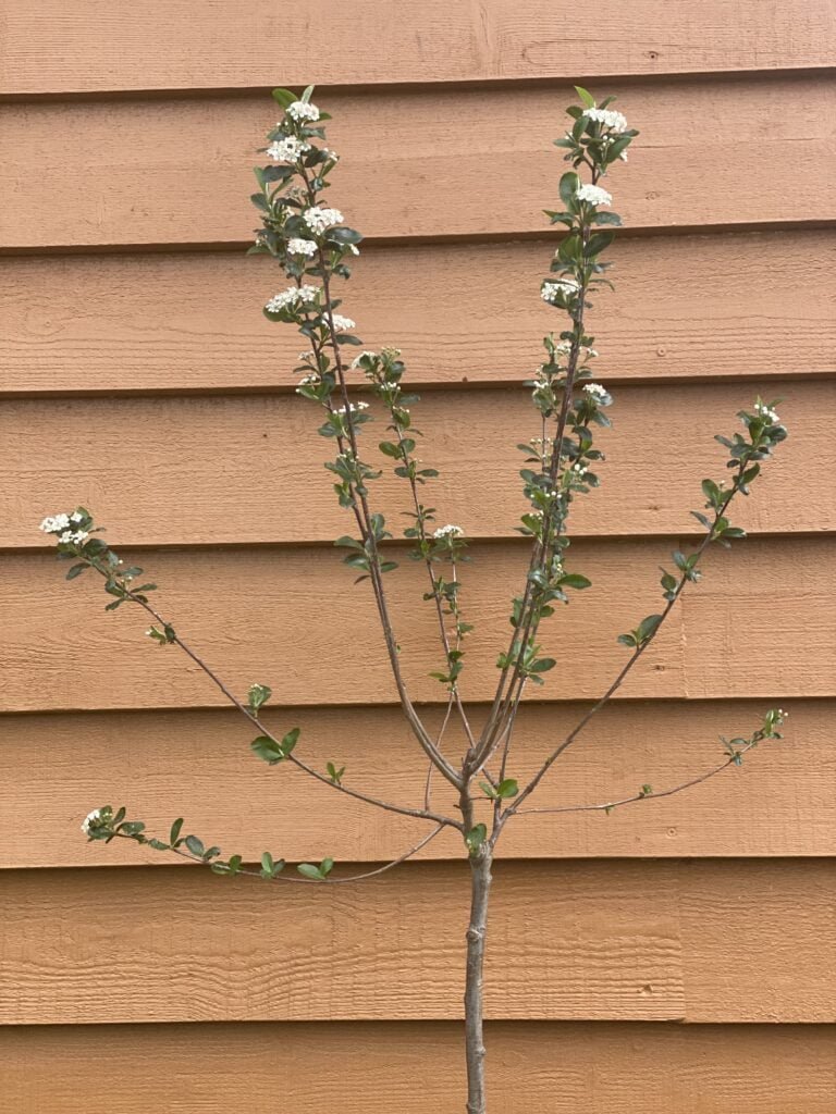 Skiepyta aronija 'Nero'