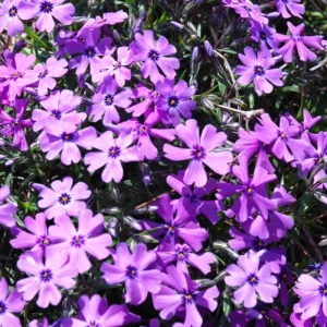 Flioksas 'Purple Beauty' - Image 2