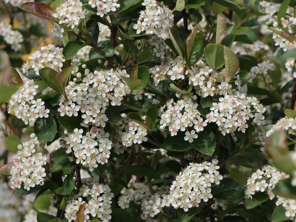 Skiepyta aronija 'Nero'