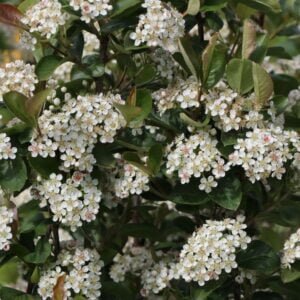 Skiepyta aronija 'Nero' - Image 3
