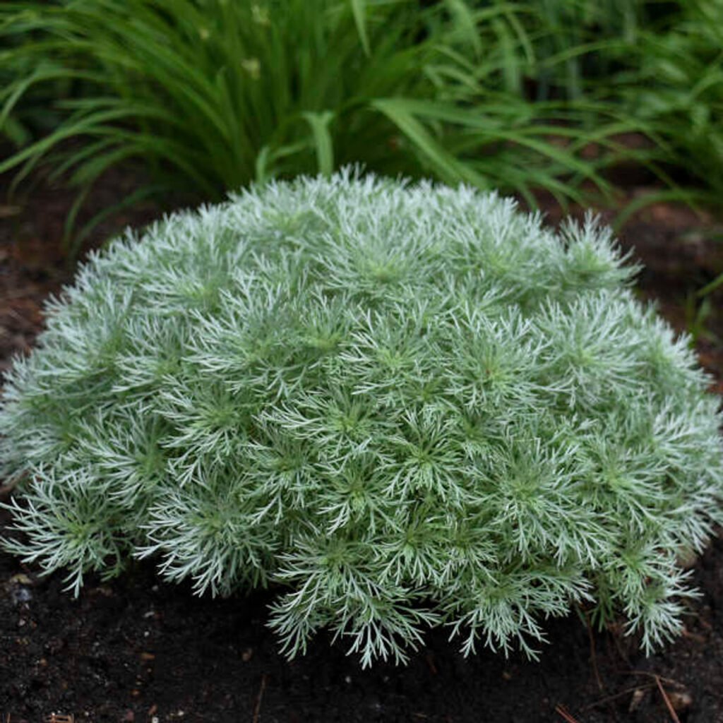 Šmito kietis 'Silver Mound'