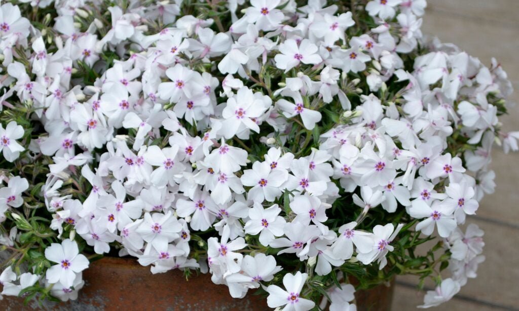 Flioksas 'Amazing Grace'