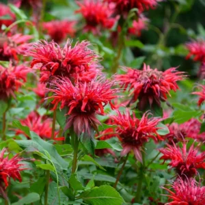 Monarda raudonoji 'Fireball' - Image 2