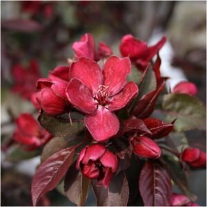 Svyranti rojaus obelis 'Royal Beauty' - Image 2