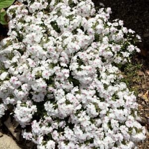 Flioksas 'Amazing Grace' - Image 2
