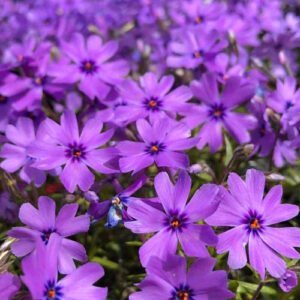 Flioksas 'Purple Beauty' - Image 3
