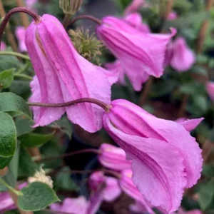 Raganė 'Alionushka' - Image 3