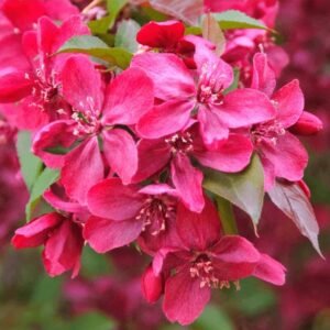 Svyranti rojaus obelis 'Royal Beauty' - Image 3