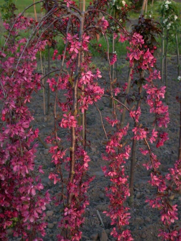 Svyranti rojaus obelis 'Royal Beauty'