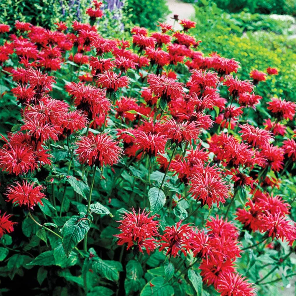 Monarda raudonoji 'Fireball'