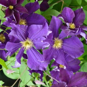 Raganė 'Viola' - Image 2