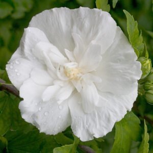 Kinrožė Sirinė 'White Chiffon' - Image 2