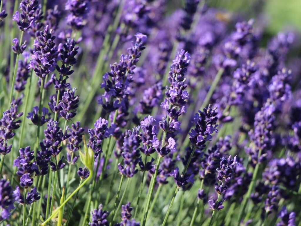 Levanda tikroji 'Hidcote Blue Strain'