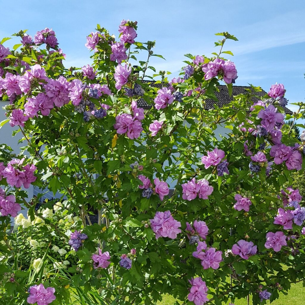 Kinrožė Sirinė 'Ardens'