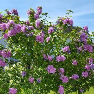 Kinrožė Sirinė 'Ardens' - Image 2