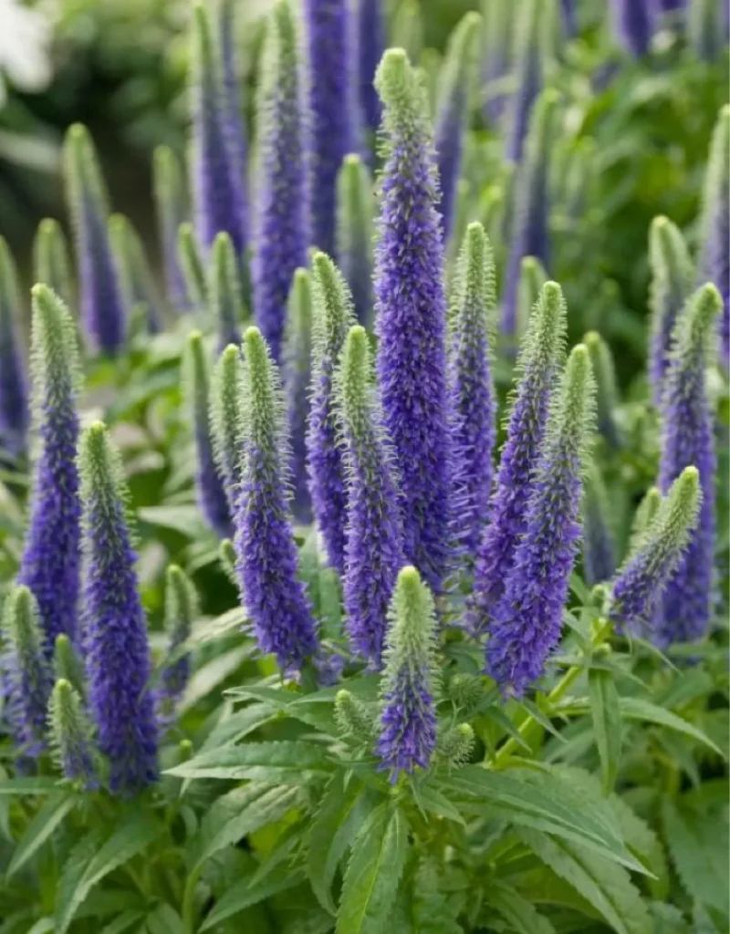 Veronika 'First Glory'