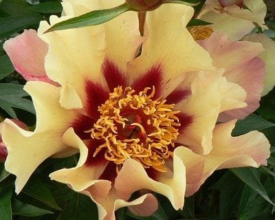 Bijūnas 'Court Jester' - Image 2