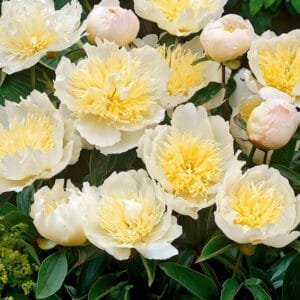 Bijūnas 'Honey Gold'