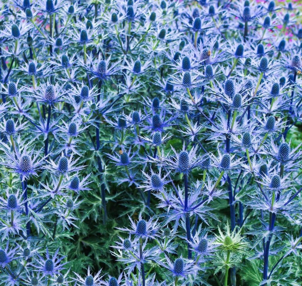Zunda plokščialapė 'Big Blue'