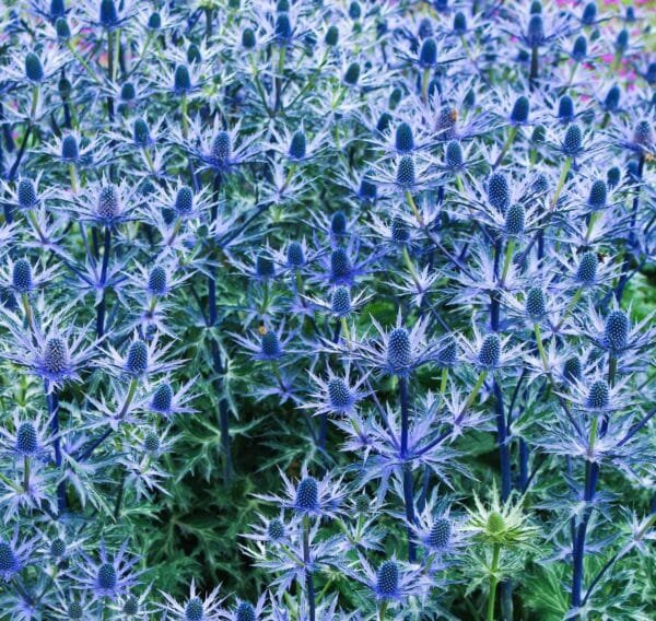 Zunda plokščialapė 'Big Blue' - Image 2