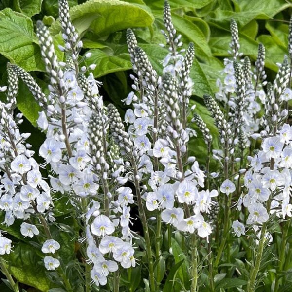 Veronika 'Tissington White'
