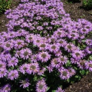 Monarda 'Blue Moon' - Image 3