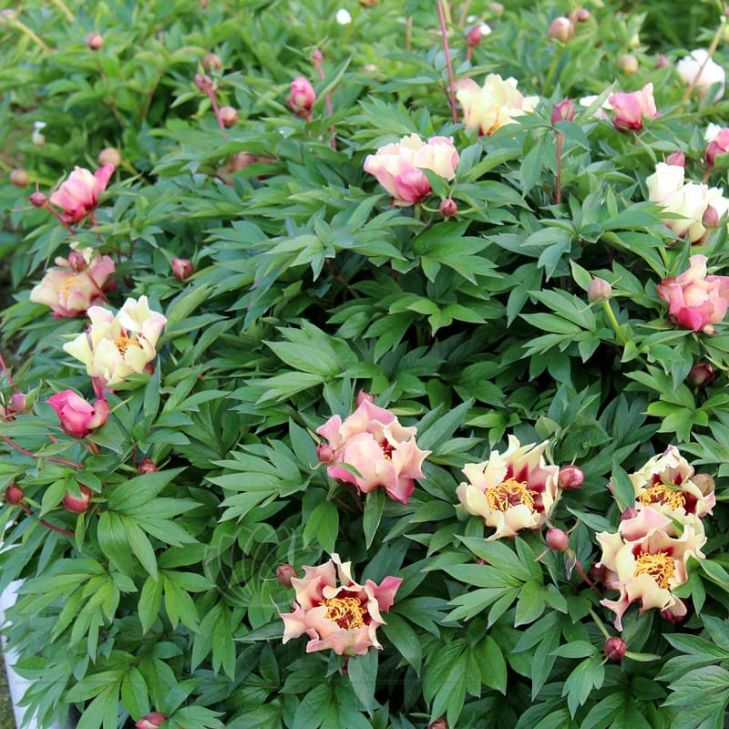 Bijūnas 'Court Jester' - Image 3