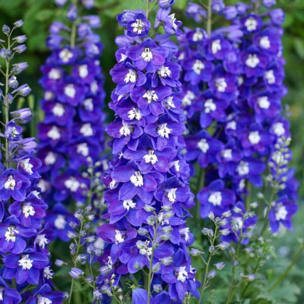 Pentinius 'Blue Fabulosa'