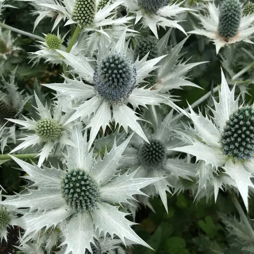 Zunda 'Magical White Lagoon'