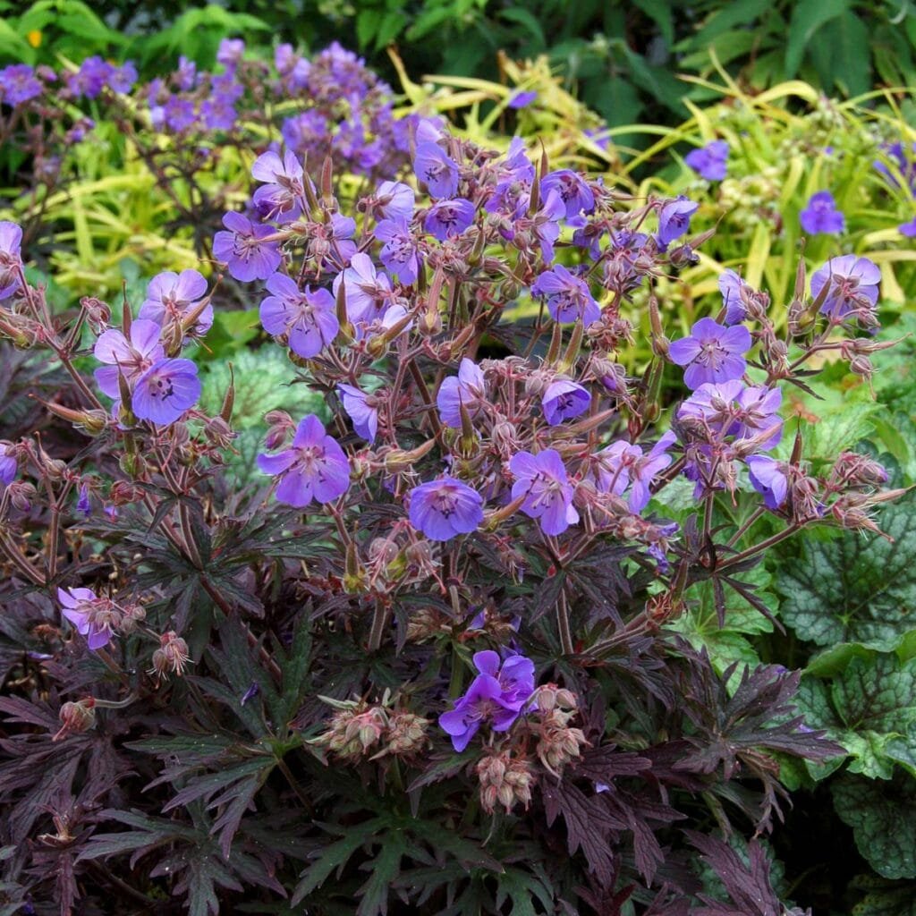 Snaputis 'Midnight Reiter'