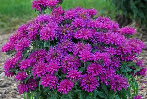 Monarda 'Grape Gumball'
