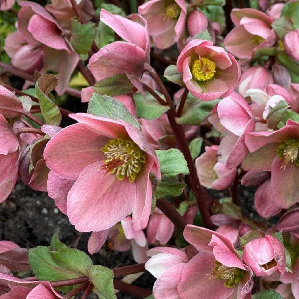 Eleboras 'Pirouette'