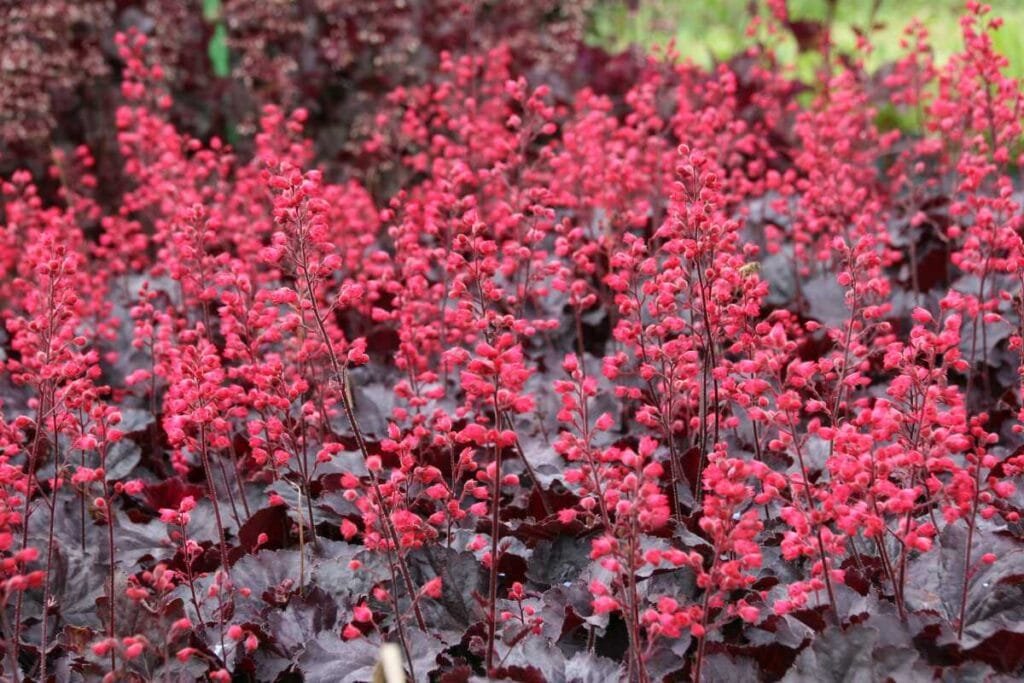 Alūnė 'Black Forest Cake'
