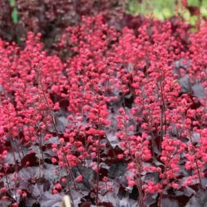 Alūnė 'Black Forest Cake' - Image 3
