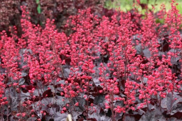 Alūnė 'Black Forest Cake' - Image 3