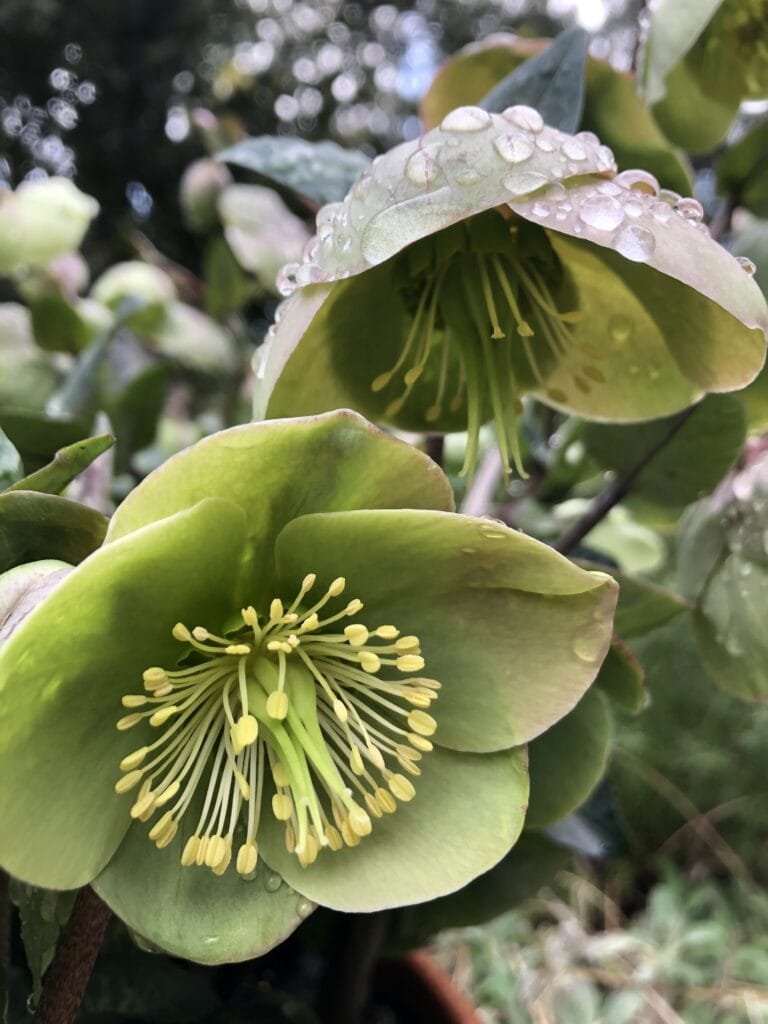 Eleboras 'Frostkiss Illumi Lime'