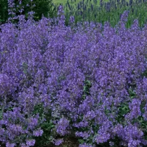 Faseno katžolė 'Junior Walker'