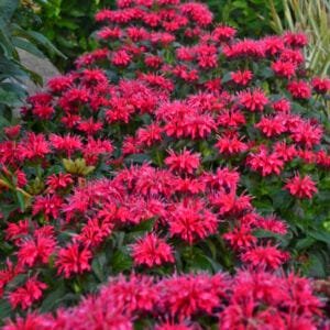 Monarda 'Cherry Pops' - Image 2