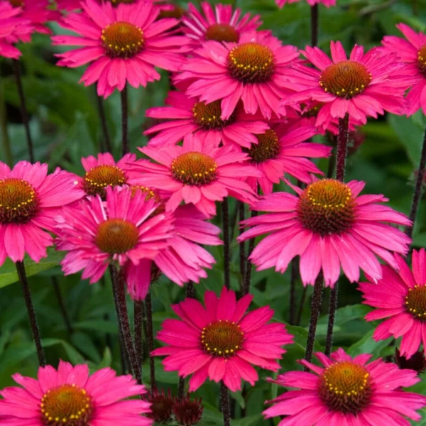 Ežiuolė 'Sensation Pink'