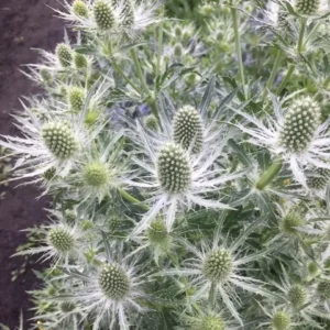 Zunda 'Magical White Lagoon'