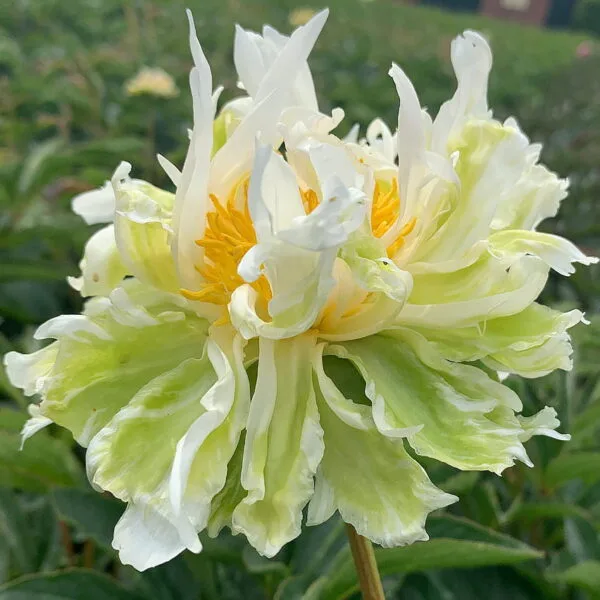 Bijūnas 'Green Lotus'