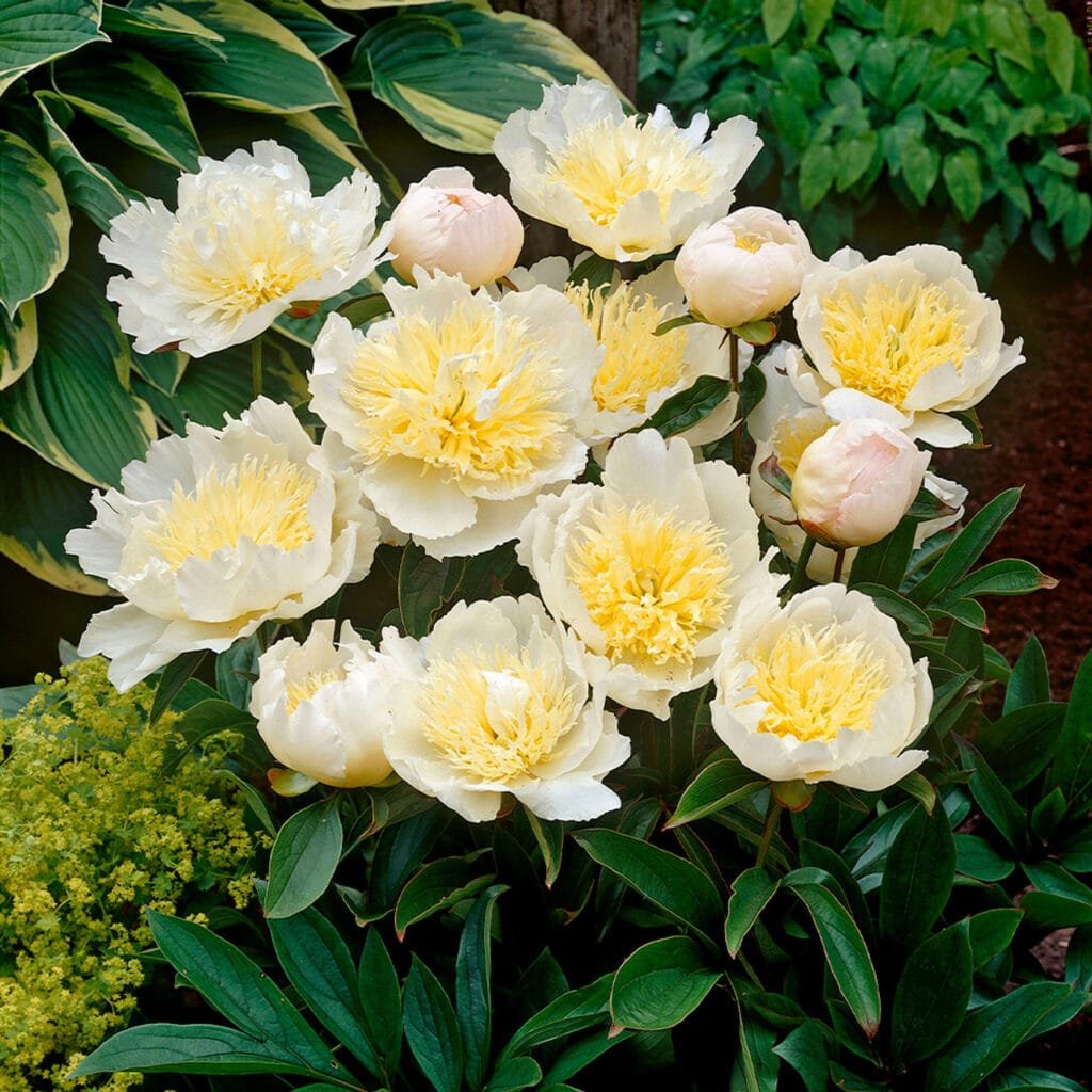 Bijūnas 'Honey Gold'
