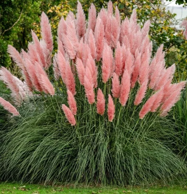 Kortaderija argentininė 'Rosea'