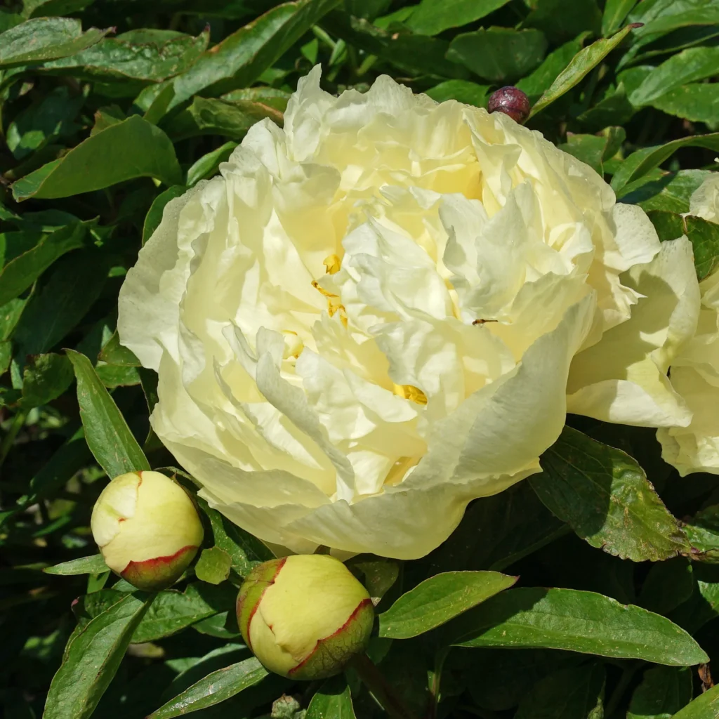 Bijūnas 'Sunny Girl'
