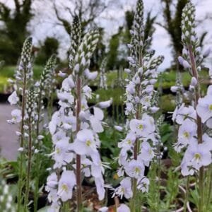 Veronika 'Tissington White' - Image 2